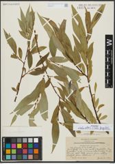 Foto von Salix alba L. x Salix fragilis L.